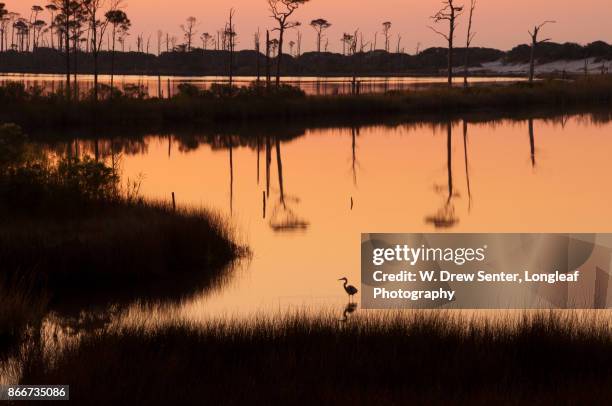 early bird - gulf shores alabama stockfoto's en -beelden