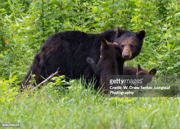 mama bear with cubs - black bear stock pictures, royalty-free photos & images