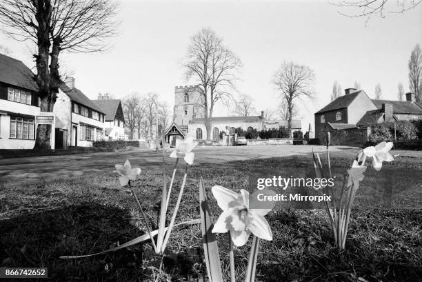 Spring Daffodils bloom on the village green at Kingswinford, Staffordshire, West Midlands, 11th March 1971. Face of Britain 1971 Feature.