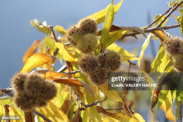 This picture taken on October 26 shows chestnuts hanging on an autumn-colored tree in Lantosque, southeastern France.