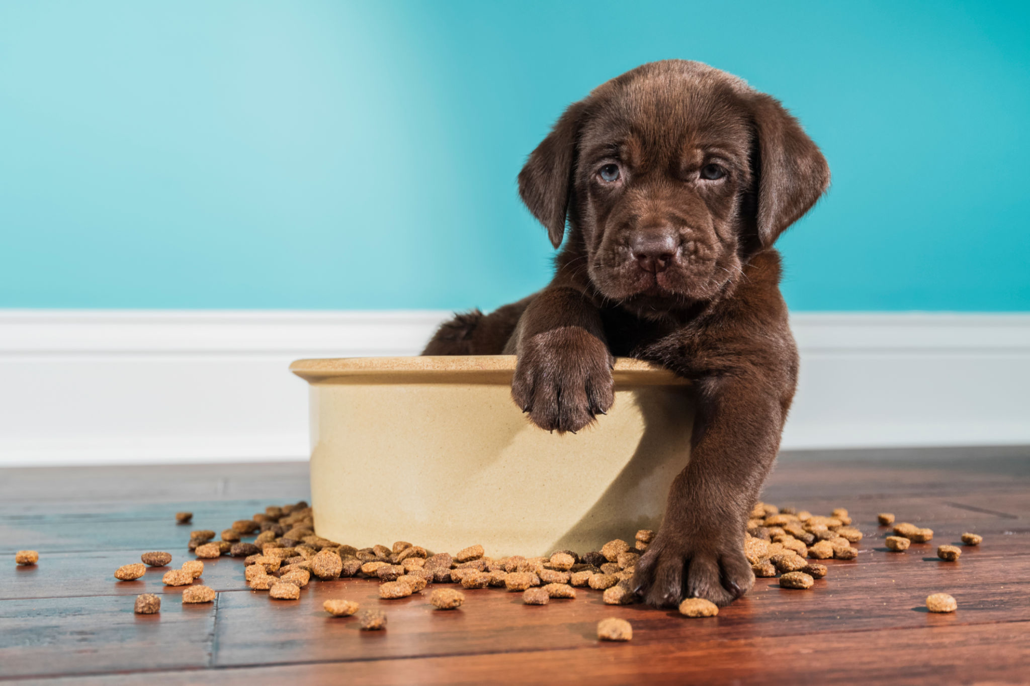 dog feeding