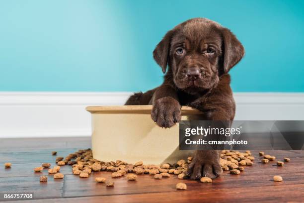 a chocolate labrador puppy sitting in large dog bowl - 5 weeks old - cute stock pictures, royalty-free photos & images