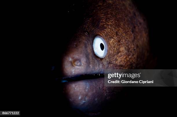 moray eel - pulau komodo stock pictures, royalty-free photos & images