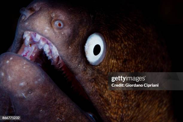 moray eel - pulau komodo stock pictures, royalty-free photos & images