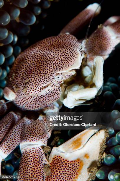 anemone crab - pulau komodo stock pictures, royalty-free photos & images