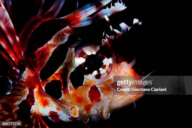 lion fish - pulau komodo stock pictures, royalty-free photos & images