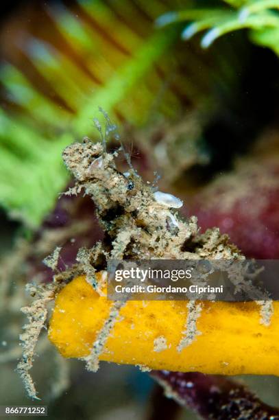 squat lobster - pulau komodo stock pictures, royalty-free photos & images