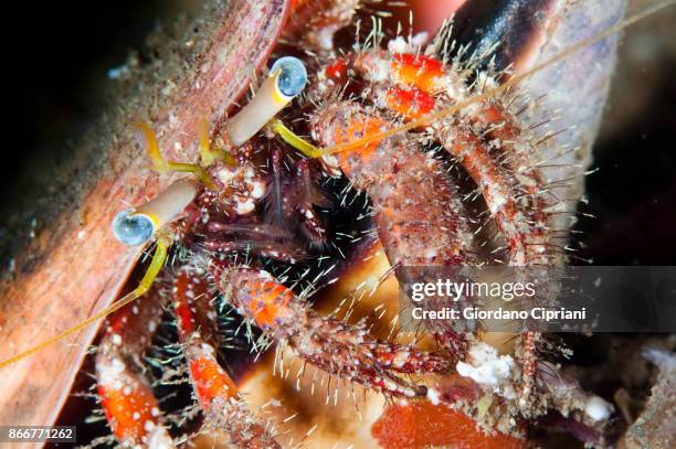 hermit crab - pulau komodo stock pictures, royalty-free photos & images