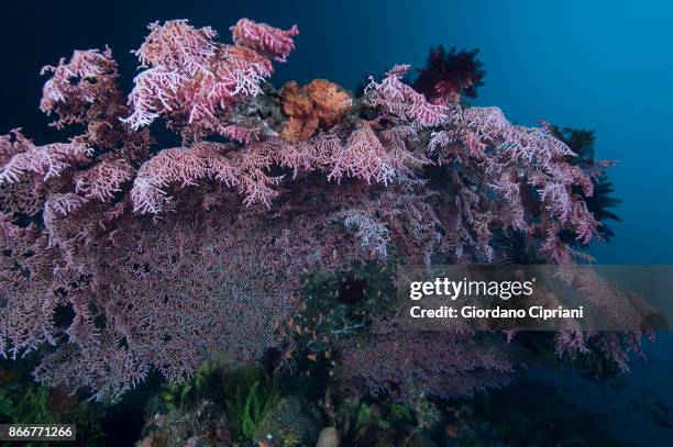 soft coral - pulau komodo stock pictures, royalty-free photos & images
