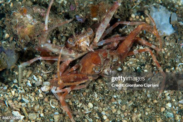 crab - pulau komodo stock pictures, royalty-free photos & images