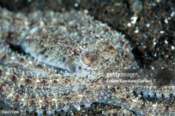 octopus - pulau komodo stock pictures, royalty-free photos & images