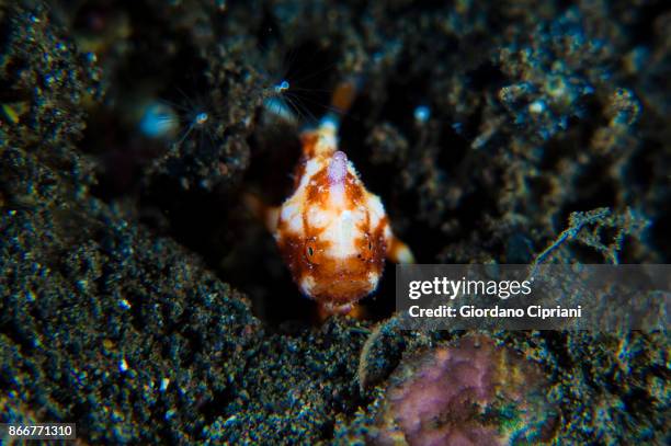 marine life - pulau komodo stock pictures, royalty-free photos & images