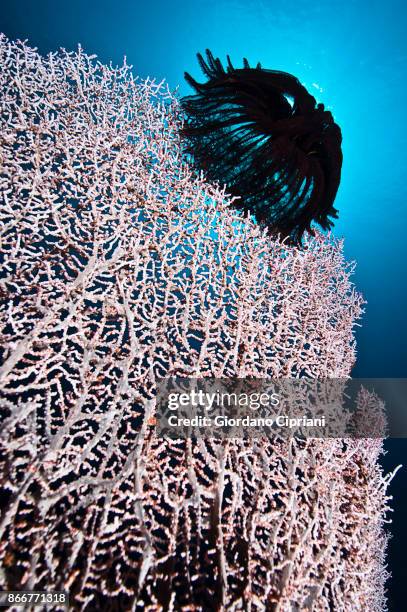 soft coral - pulau komodo stock pictures, royalty-free photos & images