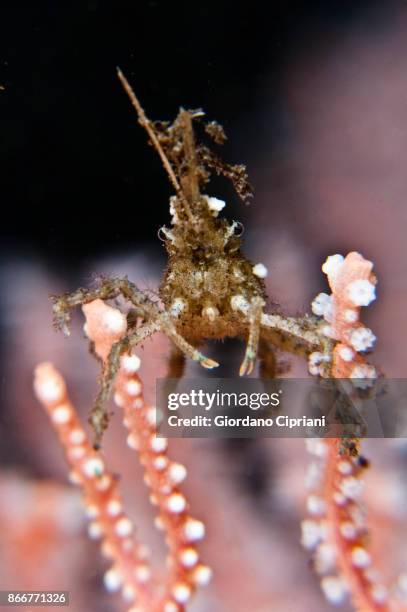 squat lobster - pulau komodo stock pictures, royalty-free photos & images