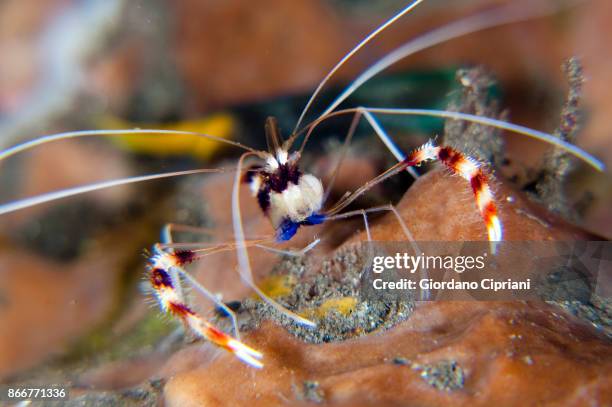 shrimp - pulau komodo stock pictures, royalty-free photos & images