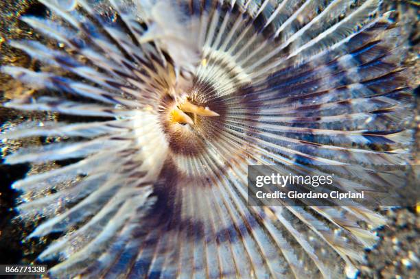 tube worm - pulau komodo stock pictures, royalty-free photos & images