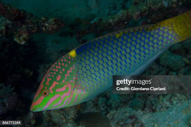 checkerboard wrasse - pulau komodo stock pictures, royalty-free photos & images