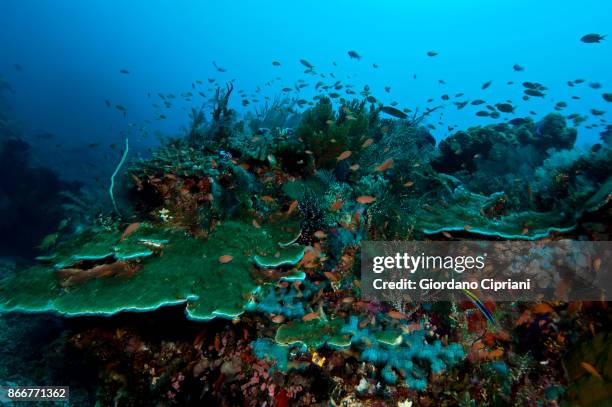 coral reef - pulau komodo stock pictures, royalty-free photos & images