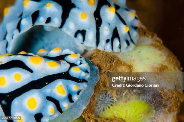 nudibranch - pulau komodo stock pictures, royalty-free photos & images
