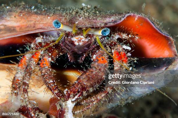 hermit crab - pulau komodo stock pictures, royalty-free photos & images