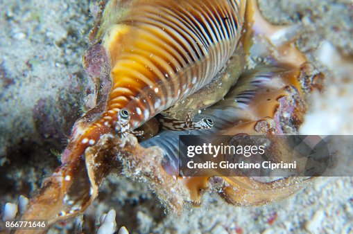_murex shell _murex shell