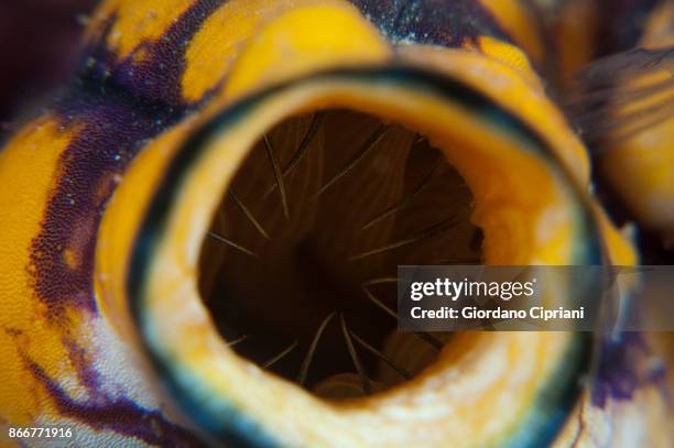 close-up of ascidia, polycarpa aurata - polycarpa aurata ストックフォトと画像