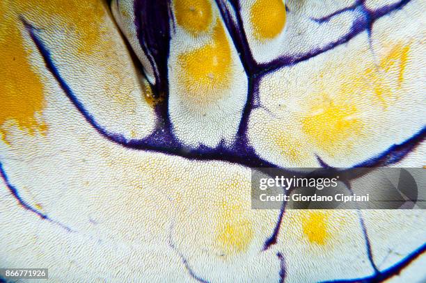close-up of ascidia, polycarpa aurata - polycarpa aurata ストックフォトと画像