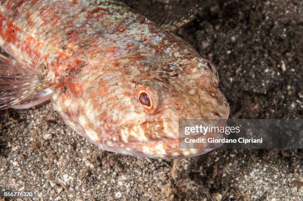 reef lizardfish - lizardfish stock pictures, royalty-free photos & images