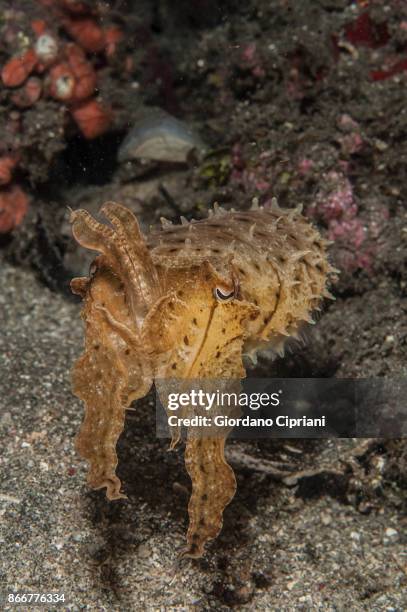 2,732 Sepia Fish Stock Photos, High-Res Pictures, and Images - Getty Images