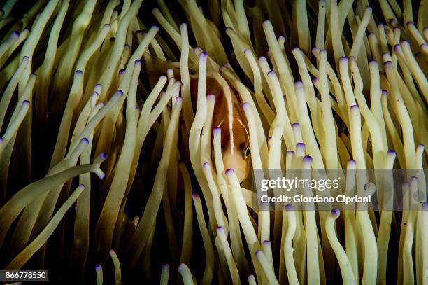 skunk anemonefish - amphiprion akallopisos stock pictures, royalty-free photos & images