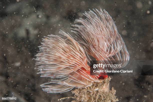 tube worm - red tube worm stock pictures, royalty-free photos & images