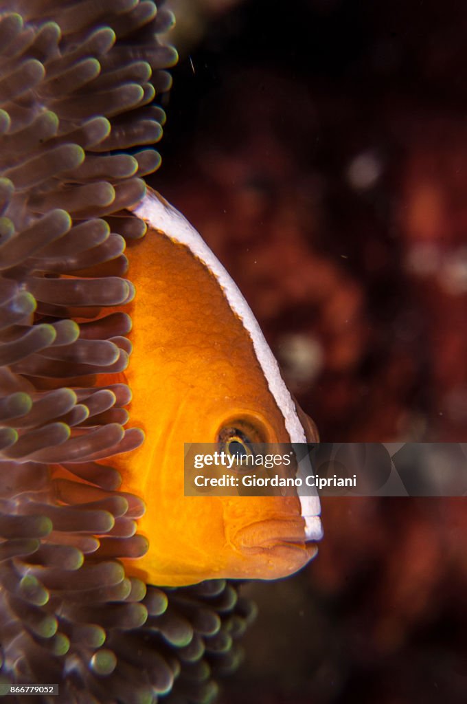 Skunk anemonefish