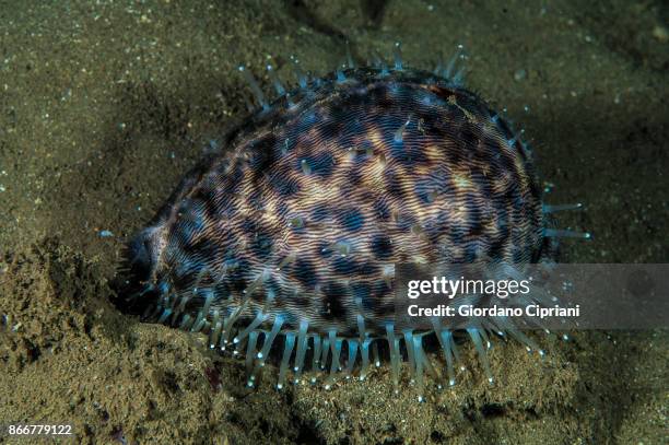 Cyprea 134 Cypraea Stock Photos, High-Res Pictures, and Images - Getty Images