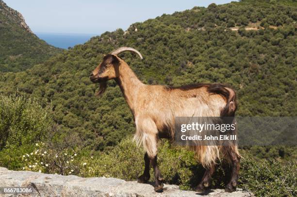 mountain goat in corsica - goat foto e immagini stock