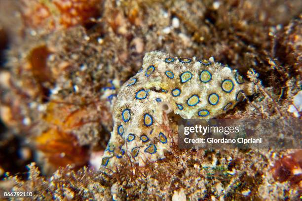 Blue Ringed Octopus Pattern Rings 181 Blue Ring Octopus Stock Photos, High-Res Pictures, and Images ...