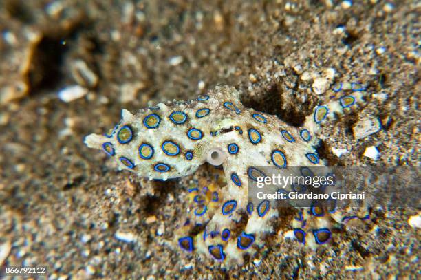 blue-ringed octopuse - blue ringed octopus stock pictures, royalty-free photos & images