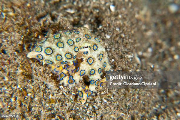 Blue Ringed Octopus Pattern Rings 185 Blue Ringed Octopus Stock Photos, High-Res Pictures, and Images ...