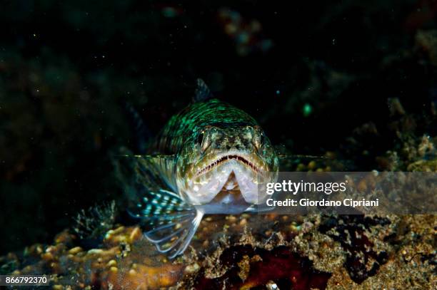 reef lizardfish - lizardfish stock pictures, royalty-free photos & images
