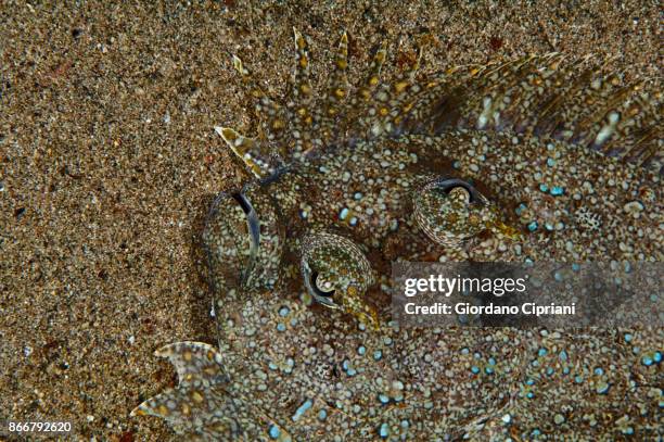 panther flounder - flounder stock pictures, royalty-free photos & images