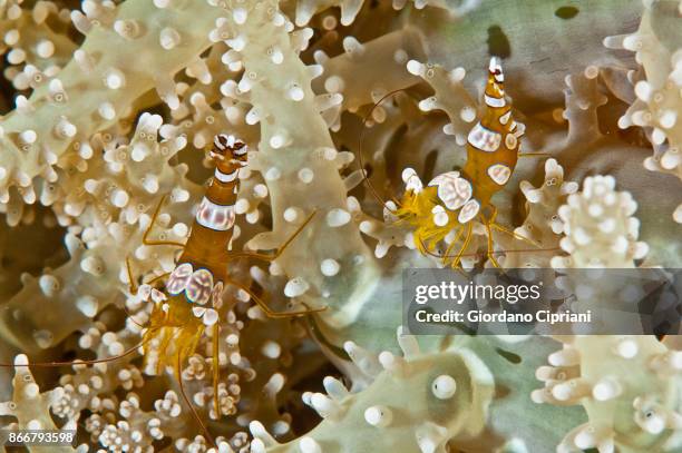 anemone shrimp - corallo molle foto e immagini stock