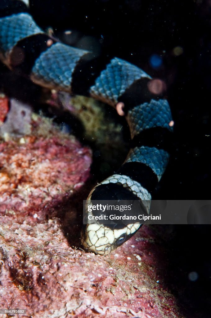Banded snake