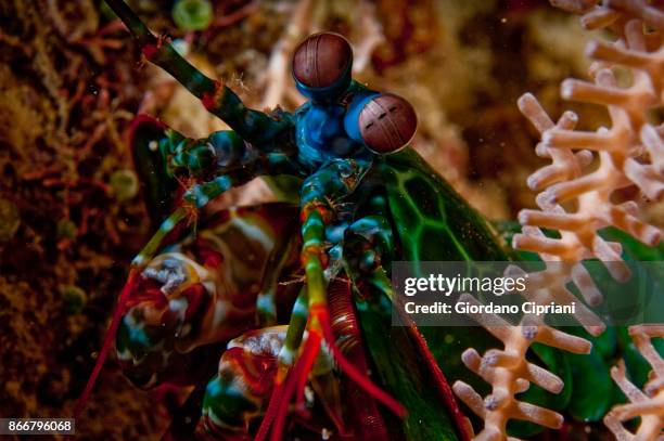 mantis shrimp - mantis shrimp stock pictures, royalty-free photos & images