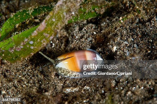 Coned Shell Fish Cone Shell High-Res Stock Photo - Getty Images