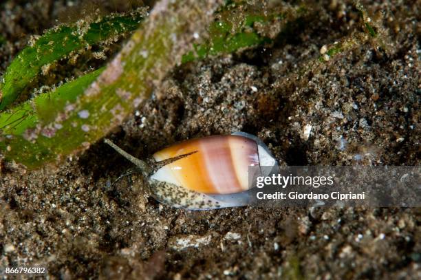 cone shell - cone snail stock pictures, royalty-free photos & images