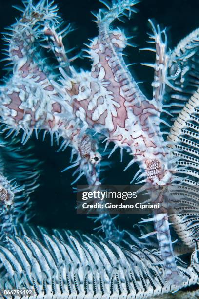 harlequin ghost pipefish, solenostomus paradoxus - halicampus macrorhynchus peixe cachimbo fantasma - fotografias e filmes do acervo