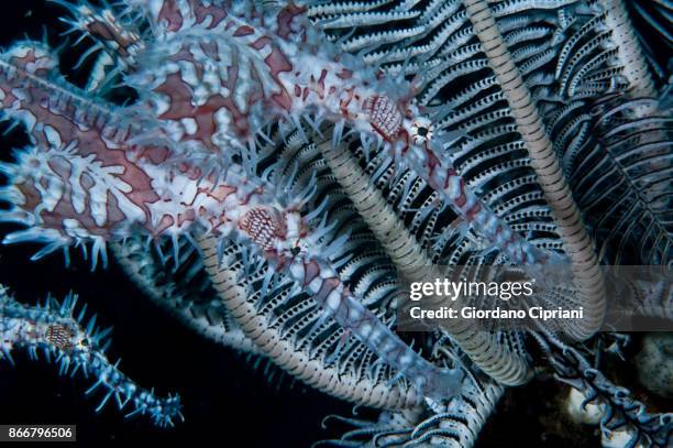 harlequin ghost pipefish, solenostomus paradoxus - halicampus macrorhynchus peixe cachimbo fantasma - fotografias e filmes do acervo