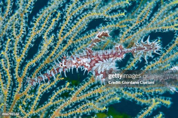 harlequin ghost pipefish, solenostomus paradoxus - halicampus macrorhynchus peixe cachimbo fantasma - fotografias e filmes do acervo