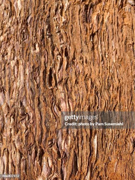 sequoia bark - redwood stock-fotos und bilder