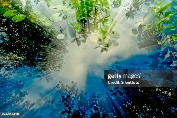 Astral Zoom Out Effect of Pond Surface with Vegetation