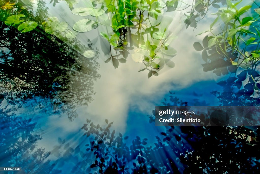 Astral Zoom Out Effect of Pond Surface with Vegetation